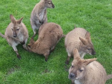Waimate's Wallabies